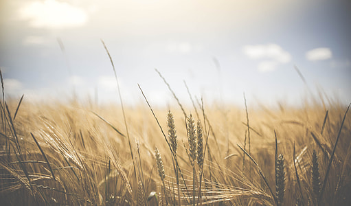 tilt shift photography of wheat field thumbnail