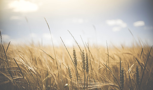 wheat-field-corn-cereal-thumb.jpg