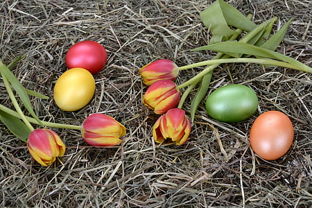 yellow-and-pink flowers on grass fielsd thumbnail
