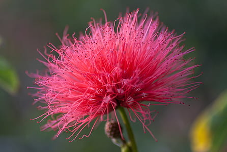 red Persian silk flower closeup photography thumbnail