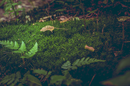 green grass thumbnail
