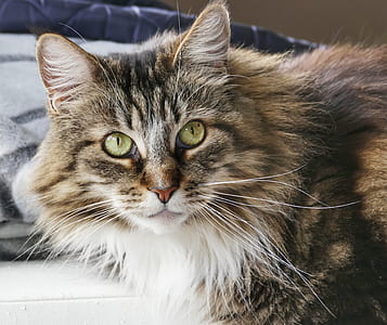 brown cat looking at camerta thumbnail