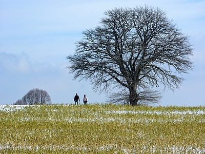 man and woman walking near leafless tree under white sky thumbnail