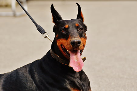 adult black and tan Doberman pinscher close-up photography thumbnail