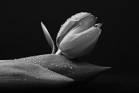 grayscale photography of flower thumbnail