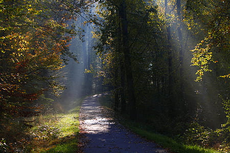 tree lined road at daytime thumbnail