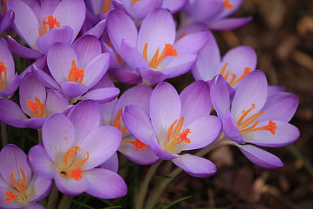selective focus photography of purple petaled flowers thumbnail