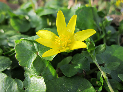 Ficaria Verna, Lesser Celandine thumbnail