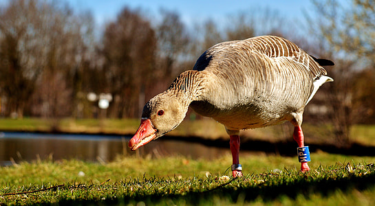 photo of brown duck on green grass field thumbnail