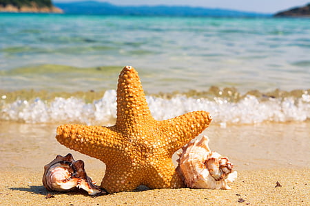 brown starfish on seashore thumbnail