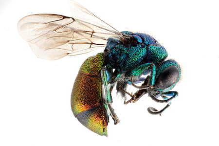 photography of metallic wasp thumbnail