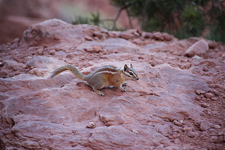skunks on stone thumbnail