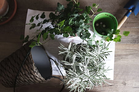 plant and pot on top of white paper thumbnail