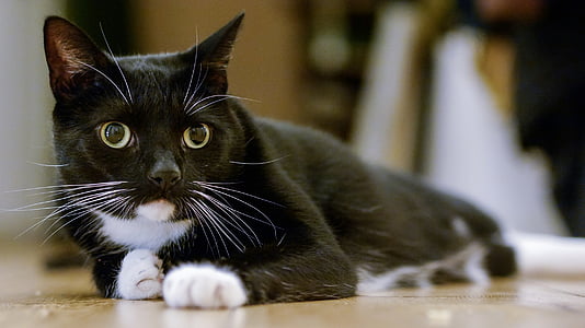 short-coated black and white cat prawn lying on brown surface thumbnail