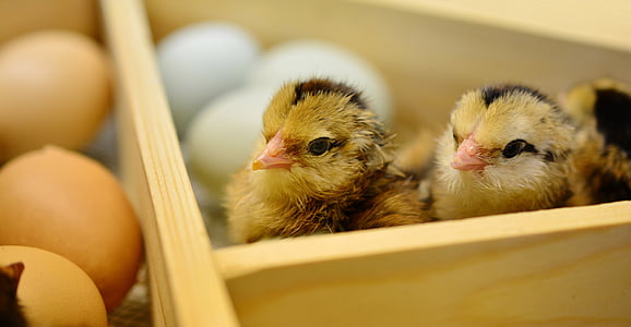 three brown chicks near eggs thumbnail