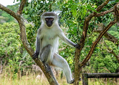 gray and white primate climbed up on tree thumbnail