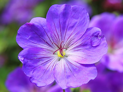 purple and yellow petaled flower thumbnail