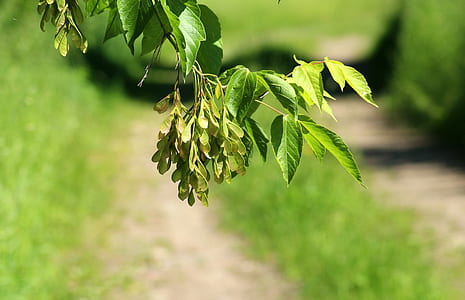 green leaves thumbnail