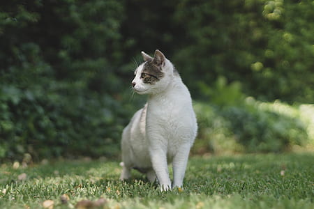 short-fur white and gray cat standing on green lawn grass at daytime thumbnail