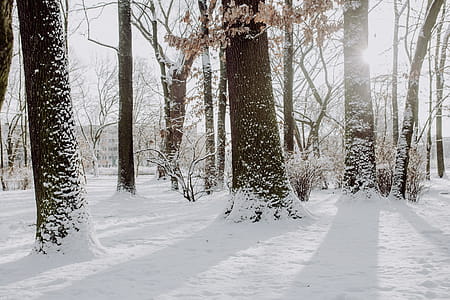 Wintery Park thumbnail