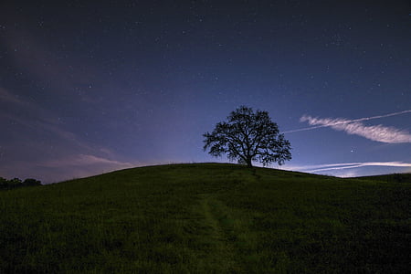 tree on top of green hill thumbnail