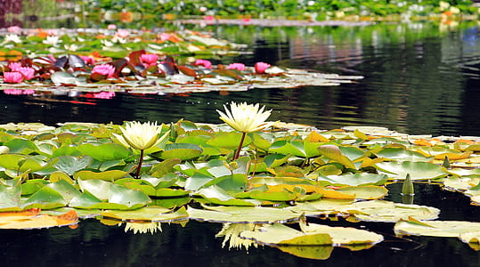 white water lilies on water thumbnail