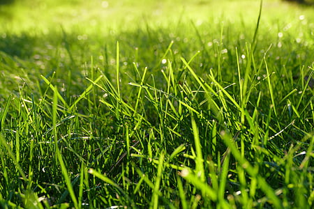 green grass field thumbnail