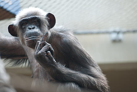 monkey thumbnail
