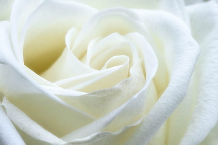 macro photography of white rose flower thumbnail