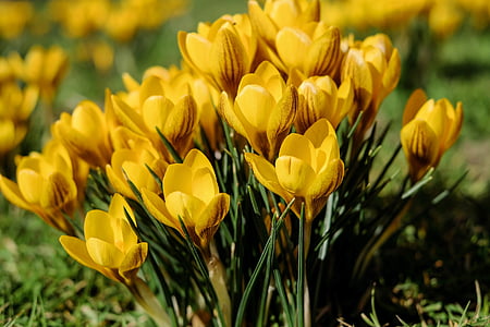 shallow depth of field photo of yellow petaled flowers thumbnail