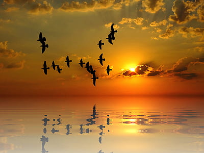 birds over the body of water during sunset thumbnail