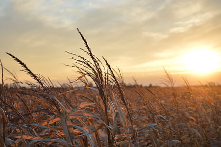 green wheat plants at sunset thumbnail