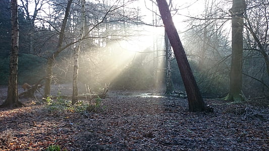 photo forest with light streaks thumbnail