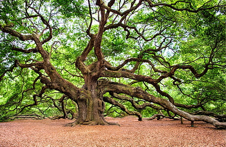 green tree standing on brown soil thumbnail