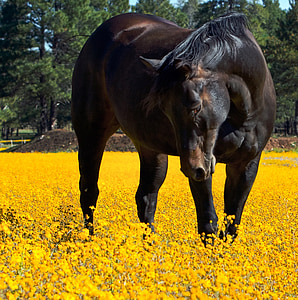 brown horse stands on yellow flower field thumbnail