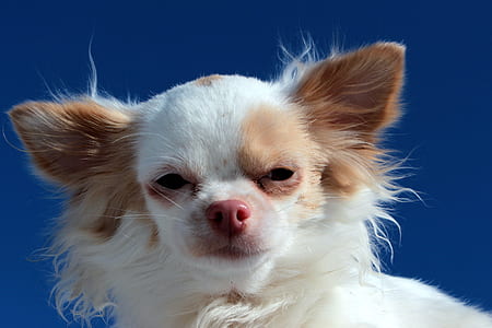 closeup photo of white and brown dog thumbnail