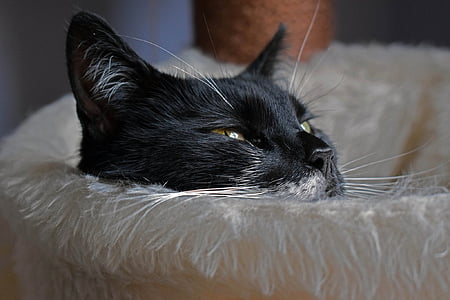black cat on white textile thumbnail
