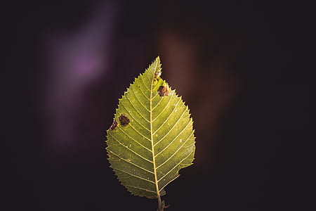 green leaf with black and purple background thumbnail