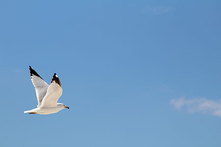 white pigeon soaring in sky during daytime thumbnail