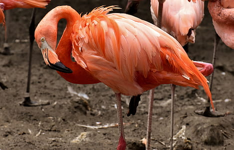 orange flamingos on browng ground thumbnail