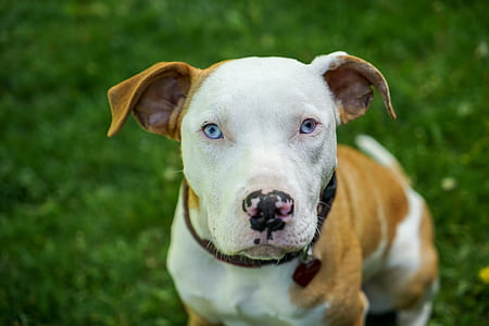 white and brown American pit bull terrier on grass field thumbnail