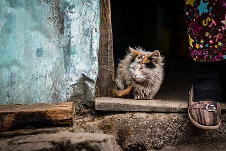 long-fur gray cat beside the door thumbnail