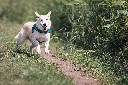 short-coated white and brown dog running on grass field during daytime thumbnail