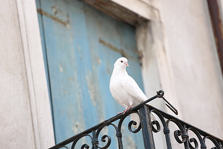 white pigeon thumbnail