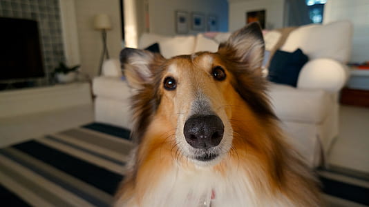 close up photo of brown and white rough collie thumbnail