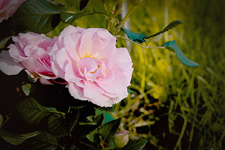 vignette photography of peony flower thumbnail