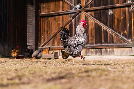 gray and white rooster thumbnail