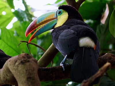 shallow focus photography of Toucan thumbnail
