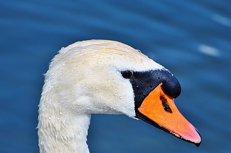 white swan head close-up photo thumbnail