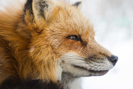 close-up photograph of long-coat orange fox thumbnail
